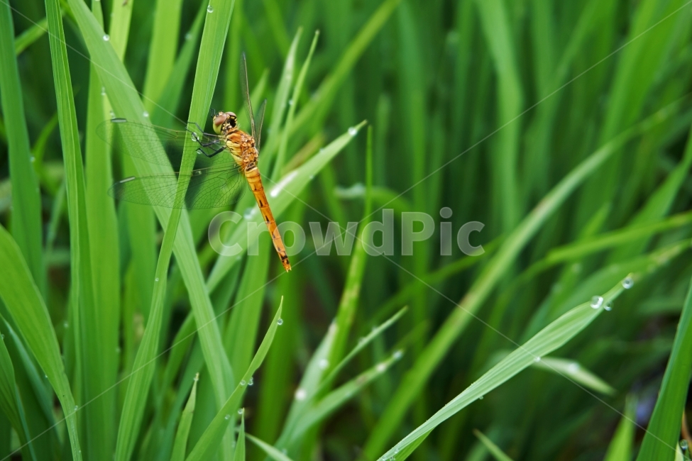 잠자리,논,이슬,여름,자연,곤충,벌래,날개,dragonfly,insect,bug,새벽,물,비,젖은,dew,맻히다,물방울,푸른,풀,깨끗한,상쾌한,봄,숲,땅,동물,animal,곤충,벌레,insect,bug