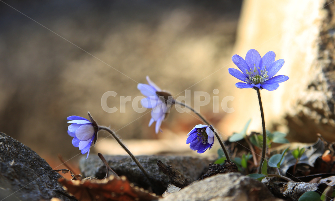 노루귀,청노루귀,야생화,봄야생화,설악산야생화,식물,자연,plants,nature,꽃,flower