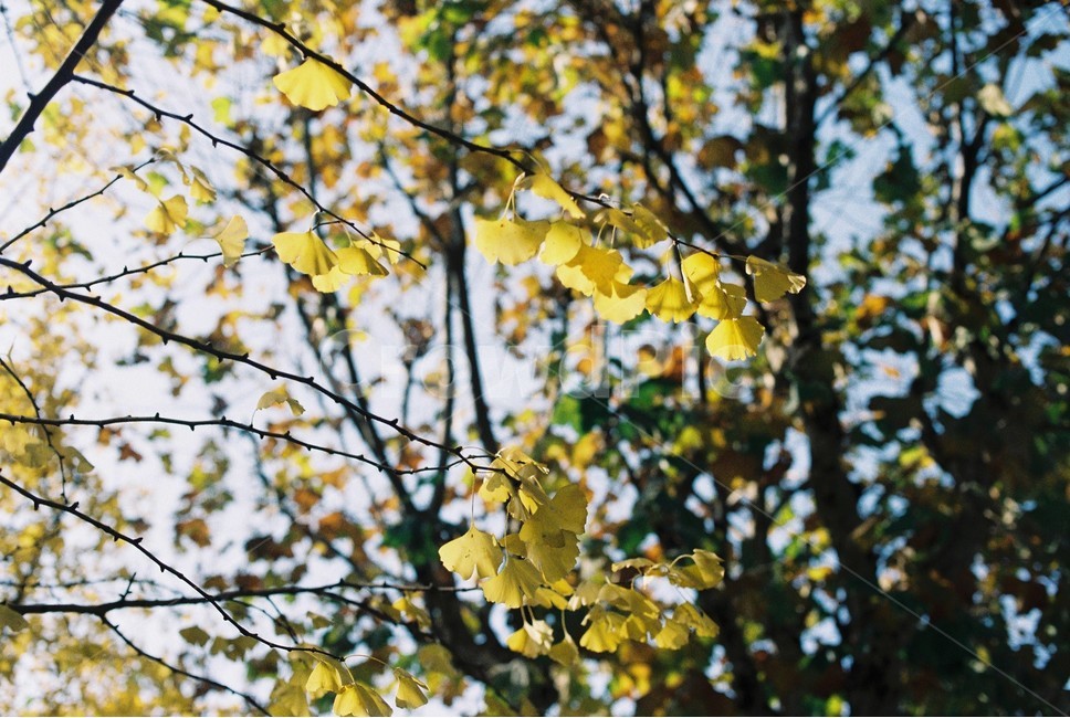 가을,나뭇잎,나무,햇살,tree,nature,자연,가을,계절,fall,autumn,season,식물,자연,plants,nature,plant,leaf,잎