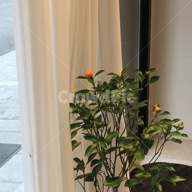 카페,감성,꽃,식물,커튼,베이지톤,실내용화초,화분,화초,house plant