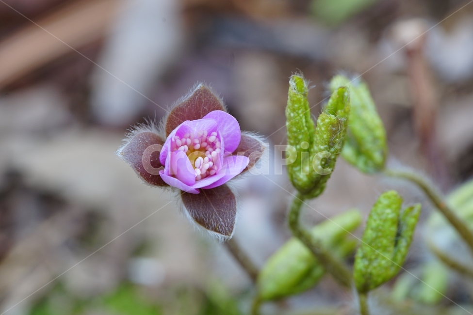 노루귀,수리산,꽃,자연,산,봄,식물,자연,plants,nature,꽃,flower