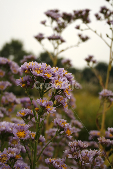 개미취,국화,가을,꽃,flower,식물,자연,plants,nature,꽃,flower