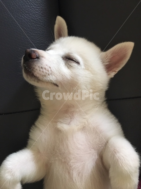 강아지,아기강아지,백구,댕댕이,흰둥이,잡종,귀여움,사랑스러움,babydog,puppy,dog,whitedog,잠,sleep,동물,animal,포유류,mammal,개,강아지,dog,doggy