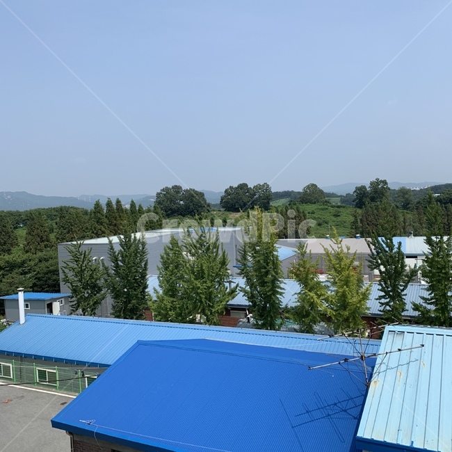 나무,plant,풍경,하늘,푸른,tree,abies,전나무