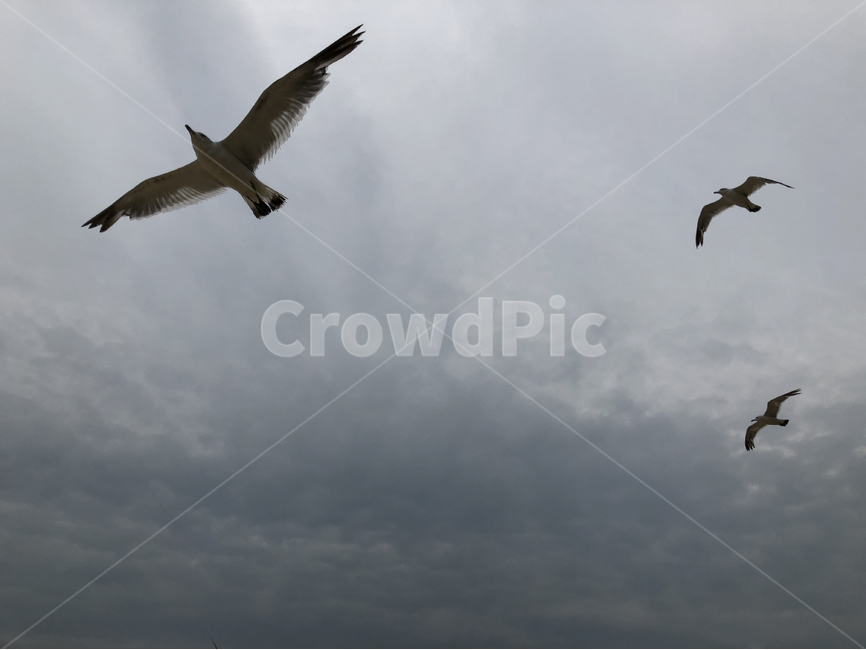 갈매기,seagull,새,하늘,비행,bird,동물,animal,조류,새,birds