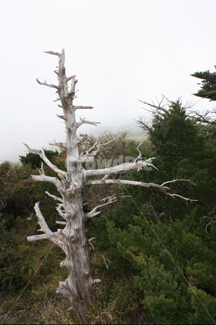 tree,나무,plant,식물,wood,제주도,영실