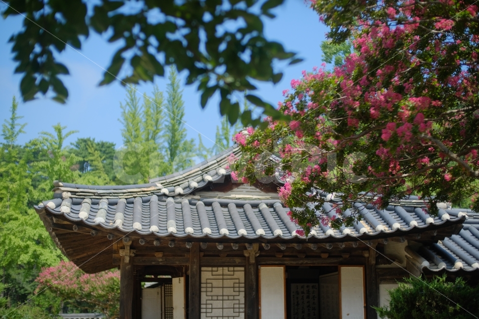 한옥,배롱나무,백일홍,전통,기와,한국전통,한국문화,korean traditional,korean culture