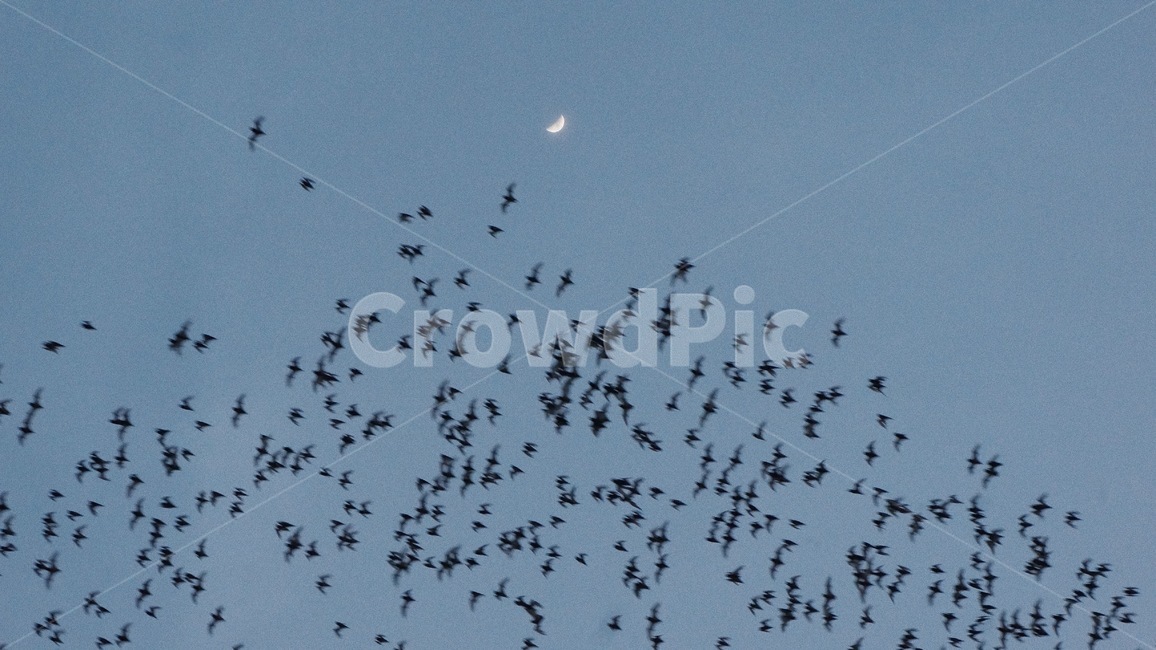 박쥐,하늘,달,bat,moon,자연,풍경,nature,landscape,야경,밤,nightscape,night,동물,animal,조류,새,birds,flock,대군