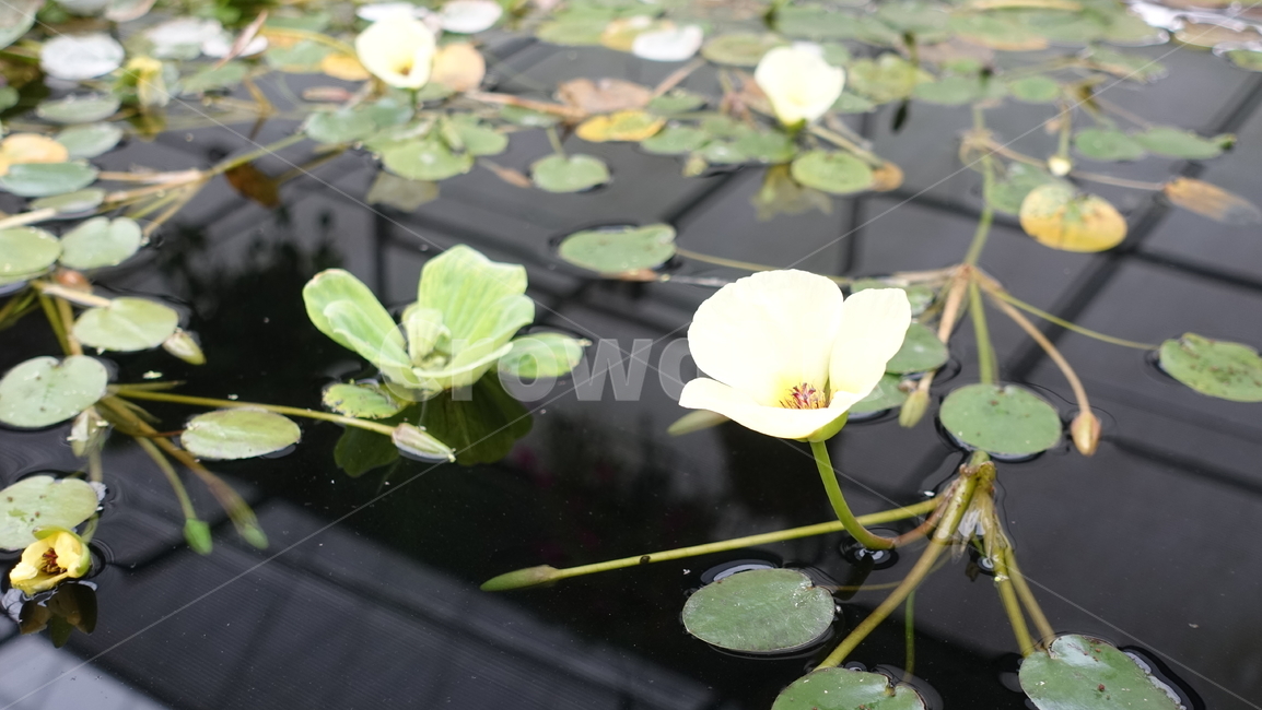 자연,nature,수련,꽃,잎,green,blossom,꽃송이,waterlily,lily