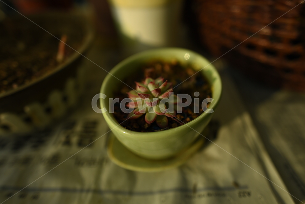 잎,선인장,식물,자연,화분,실내용화초,화분,화초,house plant