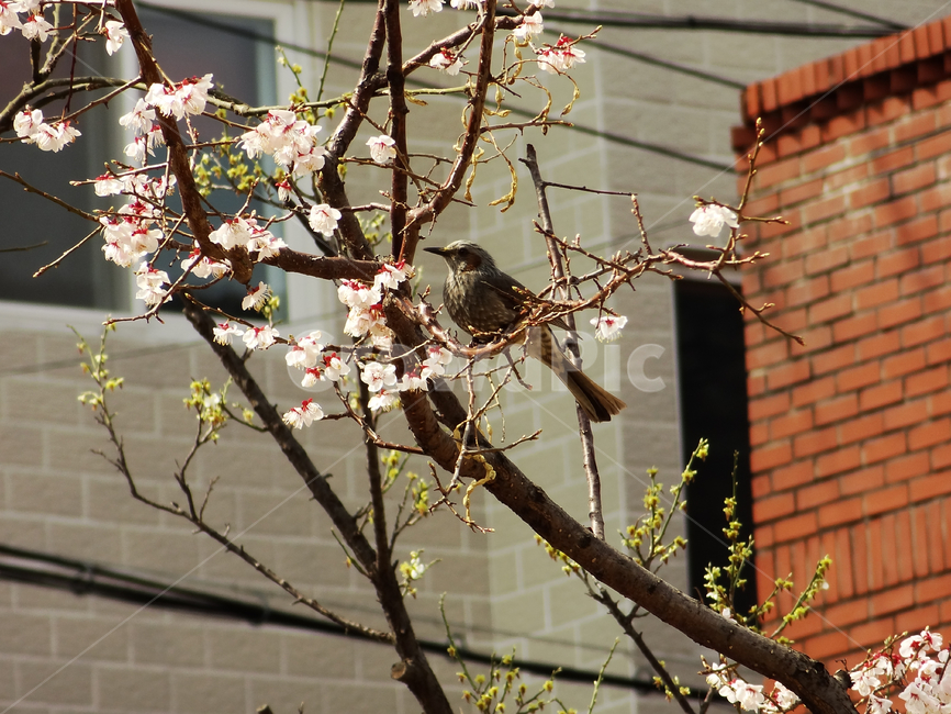 봄,꽃,매화,새,봄꽃,spring,flower,bird,botany,식물,나무,나뭇가지,tree,branch,animal,landscape,식물,자연,plants,nature,꽃,flower