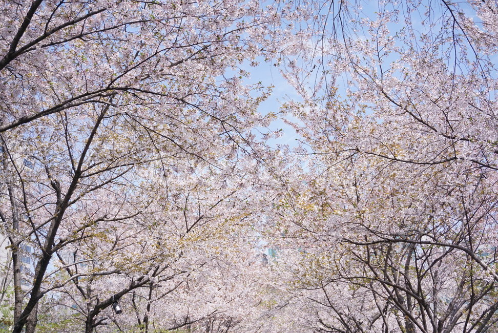 벚꽃,자연,숲,벚꽃나무,길,힐링,분홍,하늘
