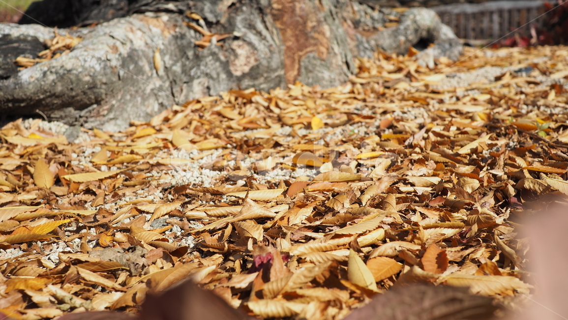 바닥,나뭇잎,ground,leaf,fallenleaves,낙엽,가을,계절,fall,autumn,season,잎,plant,식물