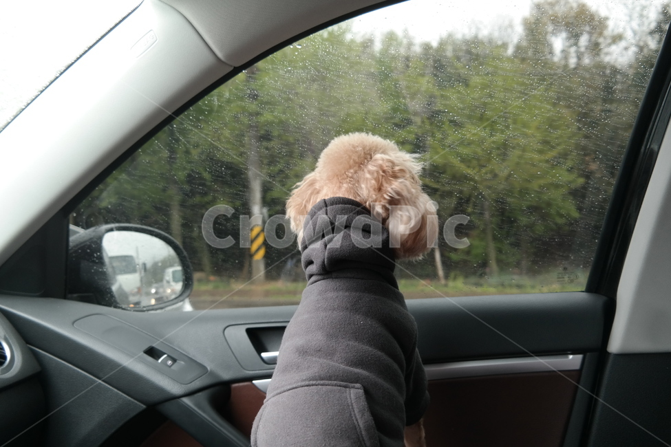 강아지뒷모습,차안강아지,강아지,푸들뒷모습,뒷모습,poodle,puppy