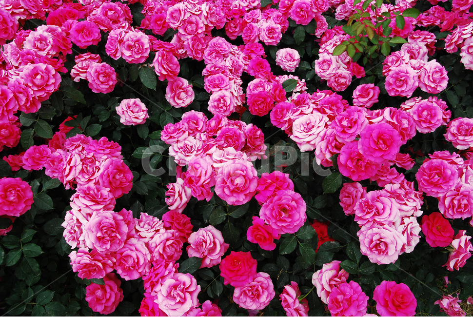 장미,장미꽃,로즈,꽃,아름다움,예쁜,플라워,데코레이션,꽃송이,꽃잎,feeling,rose,flowers,5월,계절의여왕,가시,가든,정원,앞뜰,장미원,장미축제,BEAUTIFUL,plant,garden,핑크색장미,분홍장미,pink,꽃밭,수많은,식물,자연,plants,nature,꽃,flower