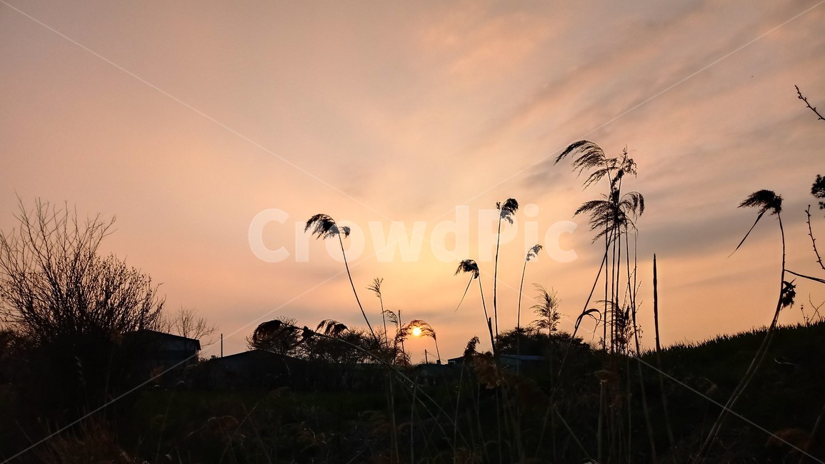 석양,일몰,해넘이,자연,감성,자연,풍경,nature,landscape,outdoors,옥외,grass,잔디,plant,식물,dawn,새벽,red sky,붉은 하늘,sunset,sky,하늘,dusk,황혼