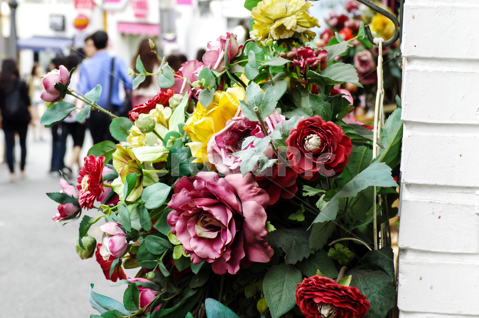 삼청동,꽃,야외,sensitive,flower,streetflower,street,outdoor,감성,bloom