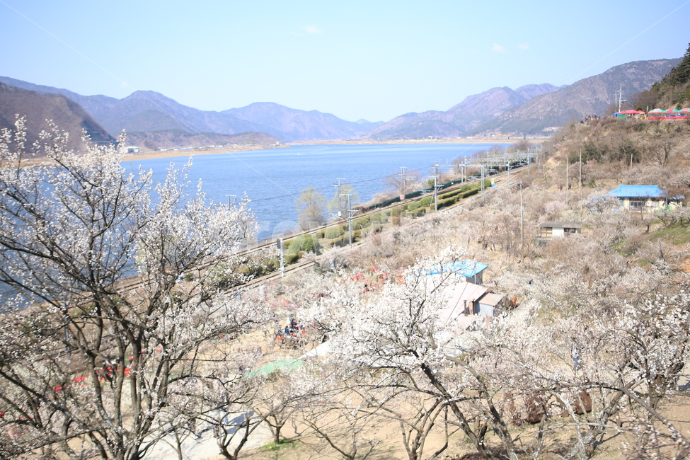 매화,꽃,원동,매화마을,봄꽃,봄