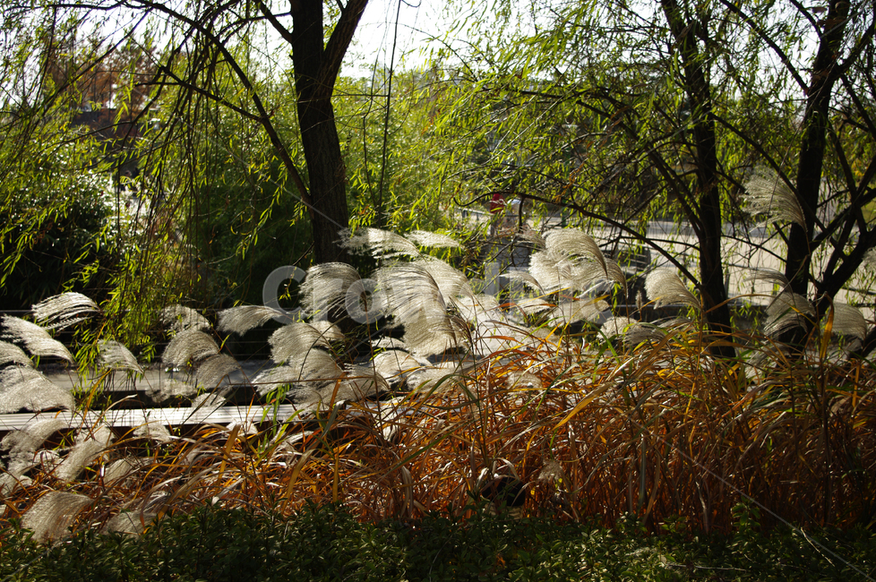 가을,나무,억새,식물,autumn,가을,계절,fall,autumn,season,자연,풍경,nature,landscape,tree,plant