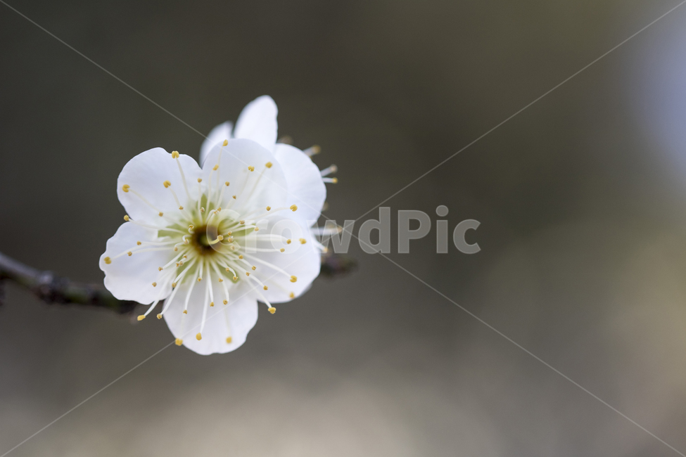 매화,매화꽃,매화나무,푸른하늘,봄,봄꽃,꽃,봄,계절,spring,season,식물,자연,plants,nature,꽃,flower,plant
