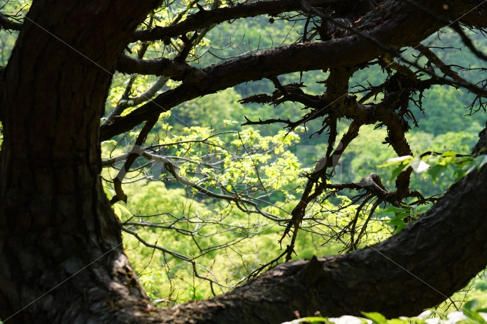 나무,숲,산림,삼림,나뭇가지,이파리,잎사귀,자연,식물,풍경,소요산,한국의자연,한국자연,landscape,snap,snapshot,스냅,스냅사진,스넵,스넵사진,tree,country,시골,숲속,forest,한국풍경,한국적인,경치,식물,자연,plants,nature
