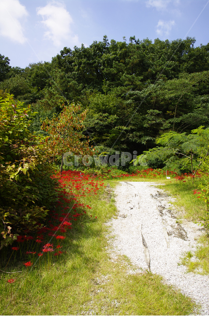 하늘,길,나무,꽃,꽃무릇,풍경,자연,풍경,nature,landscape,leaf,잎,plant,식물,tree
