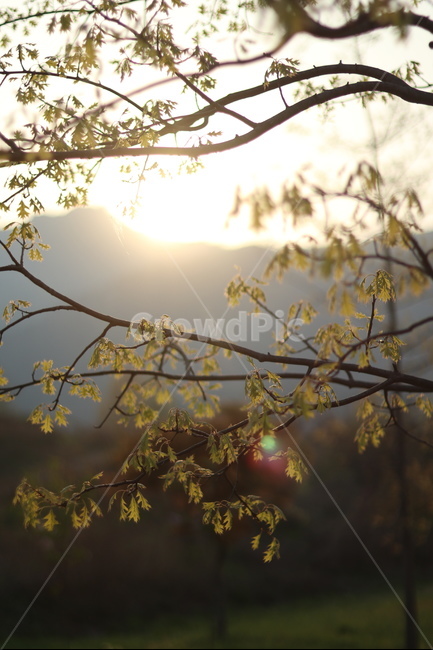 석양,노을,봄,구름,해,해질무렵,식물,자연,plants,nature,휴식,힐링,rest,relaxation,healing