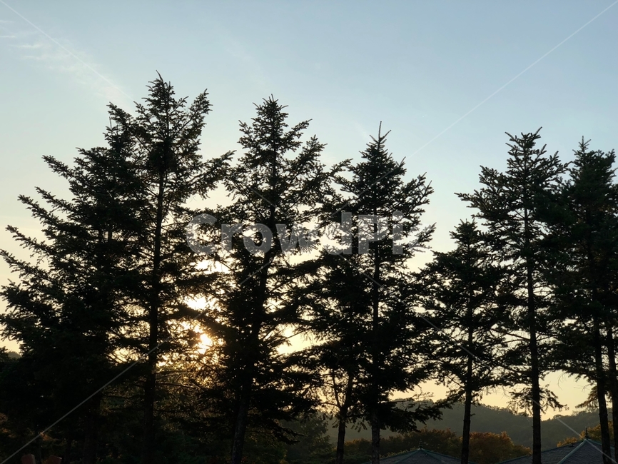 자연,나무,풍경,자연환경,하늘