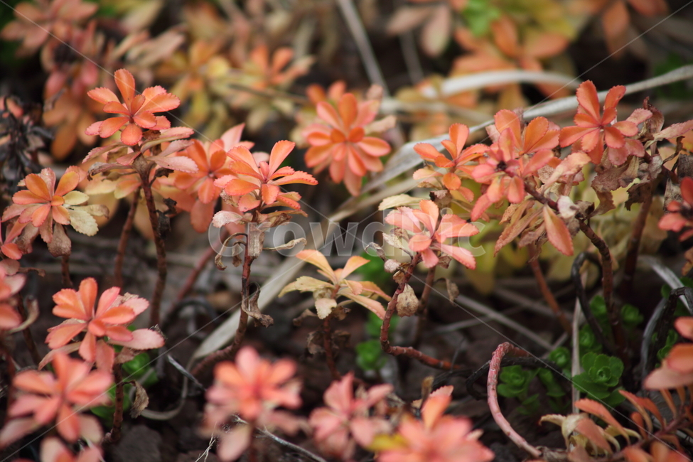 기린초,단풍,식물,orangestonecrop,redleaves,가을,계절,fall,autumn,season,식물,자연,plants,nature,plant