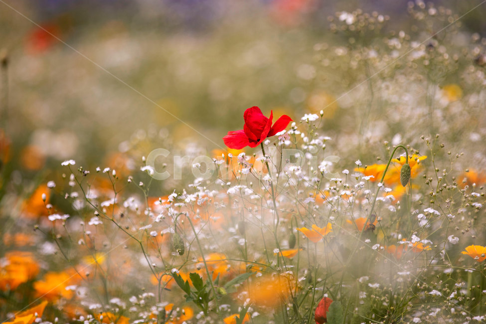 꽃,식물,꽃밭,flower,blossom,야생화,안개꽃