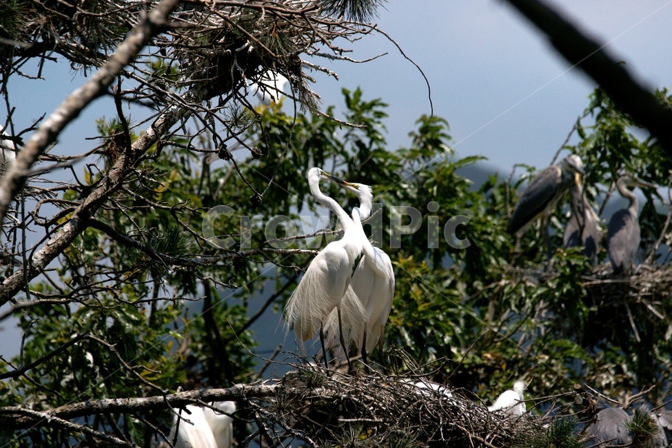 bird,새,백로,둥지,가족,동물,animal,조류,새,birds