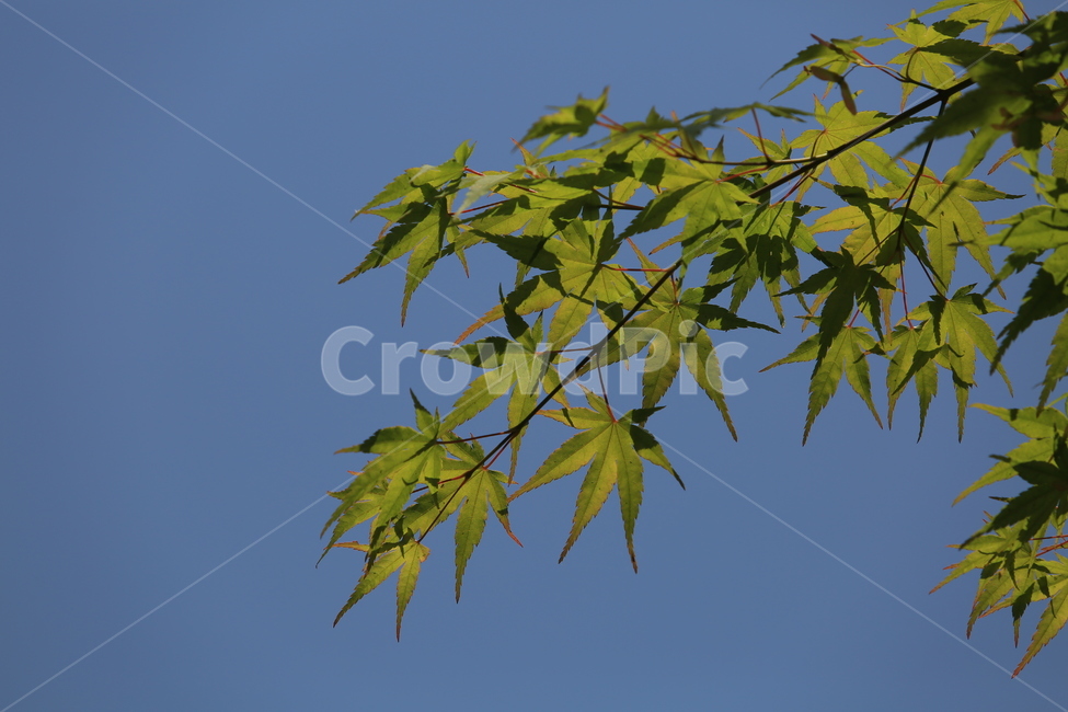 봄,나뭇잎,푸르름,5월,하늘,파란하늘,bluesky,식물,자연,plants,nature