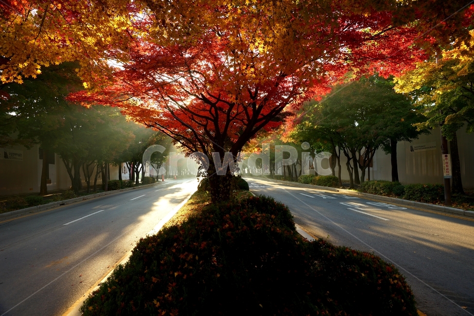 햇살,단풍,과천청사,별양동,가로수,가을,계절,fall,autumn,season,자연,풍경,nature,landscape,plant,식물,tree,나무,leaf,잎,maple,asphalt,아스팔트