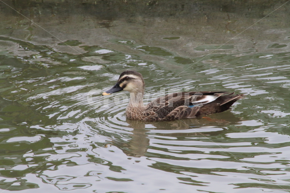 흰뺨검둥오리,오리과,새,동물,spotbilledduck,철새,오리,동물,animal,조류,새,birds