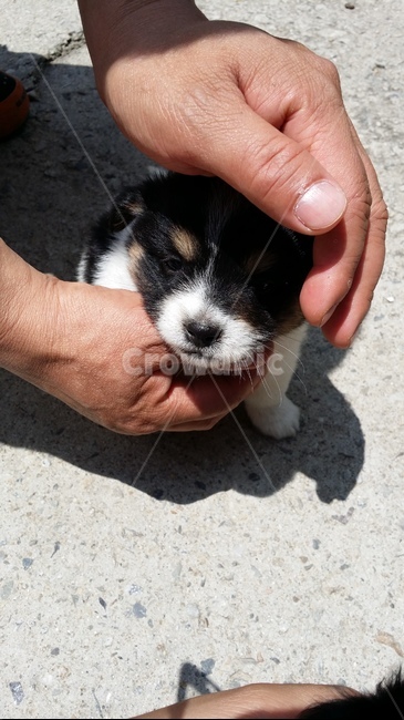 강아지,조그만한강아지,귀엽개,사랑스럽개,귀여운강아지,동물,animal,포유류,mammal,개,강아지,dog,doggy
