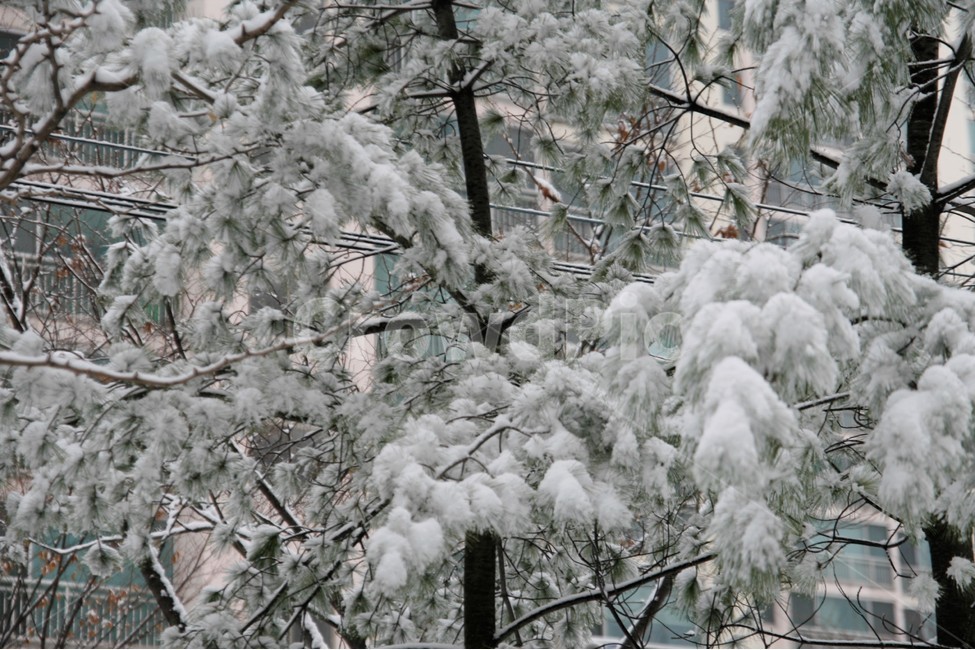 폭설,겨울,소나무,풍경,나무,눈,계절,겨울,계절,winter,season