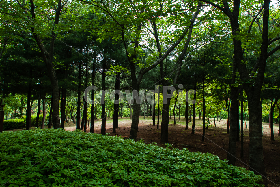 공원,나무,소나무,정원,숲,숲속,풀잎,잎,초록,자연,야외,파크,식물,조경,나뭇잎,맑은,힐링,휴식,캠핑,경치,풍경,봄,가을,환경,녹색,한적한,조용한,배경,산책,산책길,단풍나무,녹지공원,자연,풍경,nature,landscape,식물,plants,나무,trees,wood,tree,plant,vegetation,초목,tree trunk,나무 줄기,woodland,삼림지,outdoors,옥외,land,땅,forest