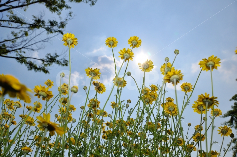 꽃,식물,자연,정물,flower,nature,snap,식물,자연,plants,nature,꽃,flower,감성,sensible,feeling