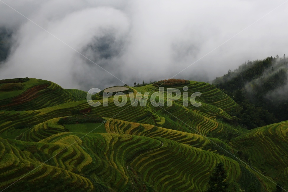 nature,자연,outdoors,옥외,countryside,field,들,hill,언덕,중국,계림,용척,용척다랭이논,다랭이논,다락논,농업,농경지,경작,농사,중국비경,경치,경관,풍경,운해,용척제전아침,농업,농사,agriculture,farming,farming industry