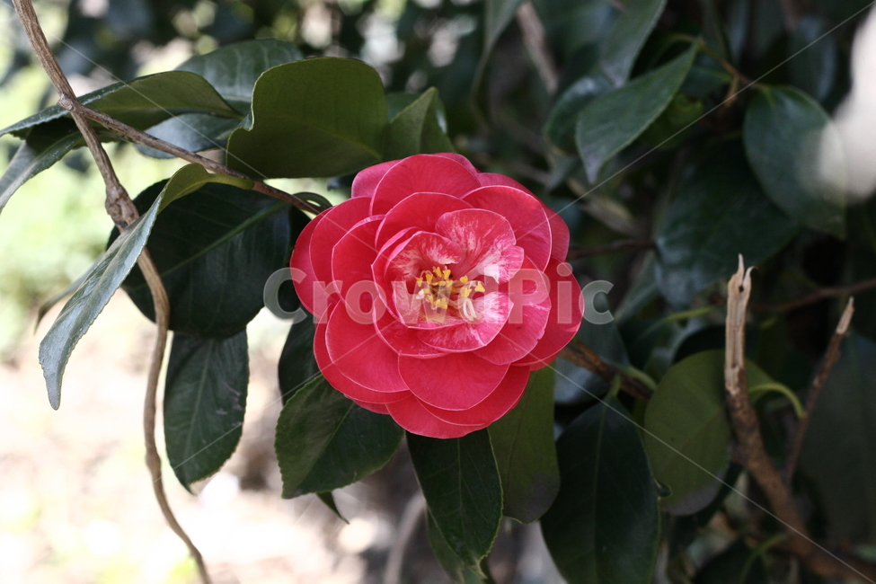 plant,식물,blossom,꽃,flower,rose,장미