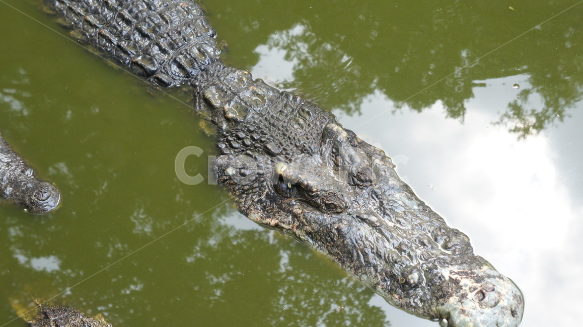 악어,태국,악어농장,정글,파충류,늪,동물,animal,파충류,양서류,reptile,amphibian