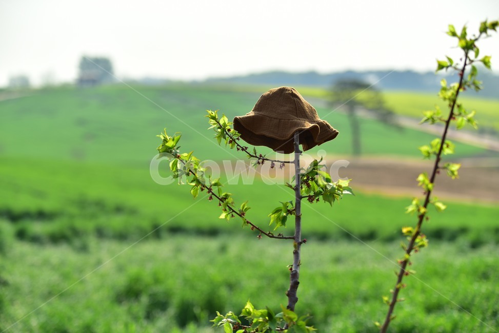 안성팜랜드,모자,벙거지모자,호밀,호밀밭,초원,팜랜드,녹색,초록,나무,rye,farmland,벙거지,headgear,감성