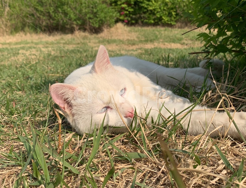 grass,잔디,고양이,cat,animal,동물,outdoors,옥외,야외,자연,nature,plant,식물,야생동물,wildanimals,동물,animal,포유류,mammal,고양이,cat,kitten,kitty