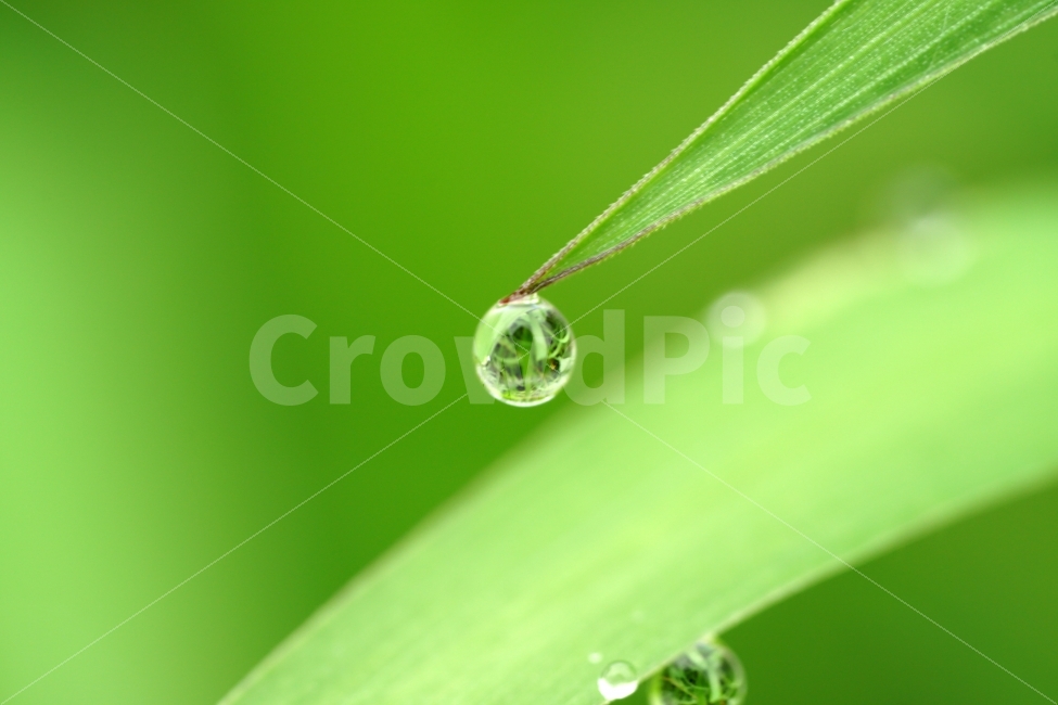 물방울,빗방울,이슬,식물,이파리,자연,비,비온후,아침,흐림,nature,waterdrop,raindrop,빗물,풀,풀잎,접사,macro,감성,감성사진,힐링,힐링사진,느낌,분위기,신비,신비한,신비로운,유리,구슬,투명한,투명,유리구슬,싱그러운,싱그럽다,싱싱한,싱싱하다,물기,수분,축축한,축축하다,축축,젖은,젖다,한국자연,한국의자연,snap,snapshot,스냅,스냅사진,스넵,스넵사진,풍경,landscape,시골,country,비,비오는날,rain,rainy,식물,자연,plants,nature