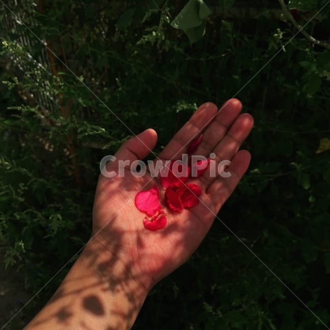 장미,손,갬성,감성,배경,빨강,꽃,꽃잎,꽃,flower,사람,인물,인간,human,person,신체일부,몸,body