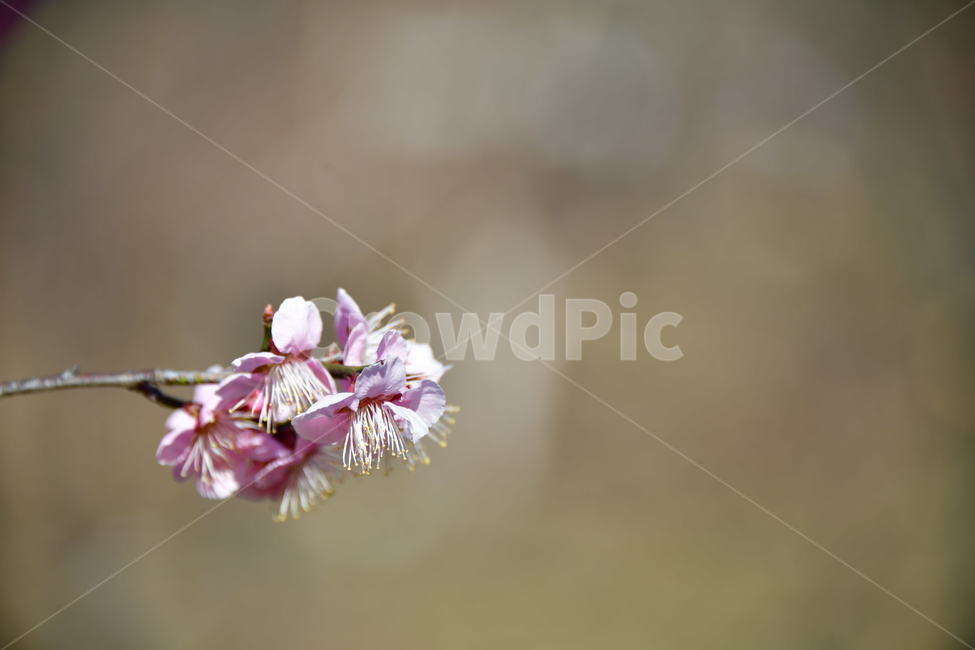 식물,plant,꽃,flower,봄