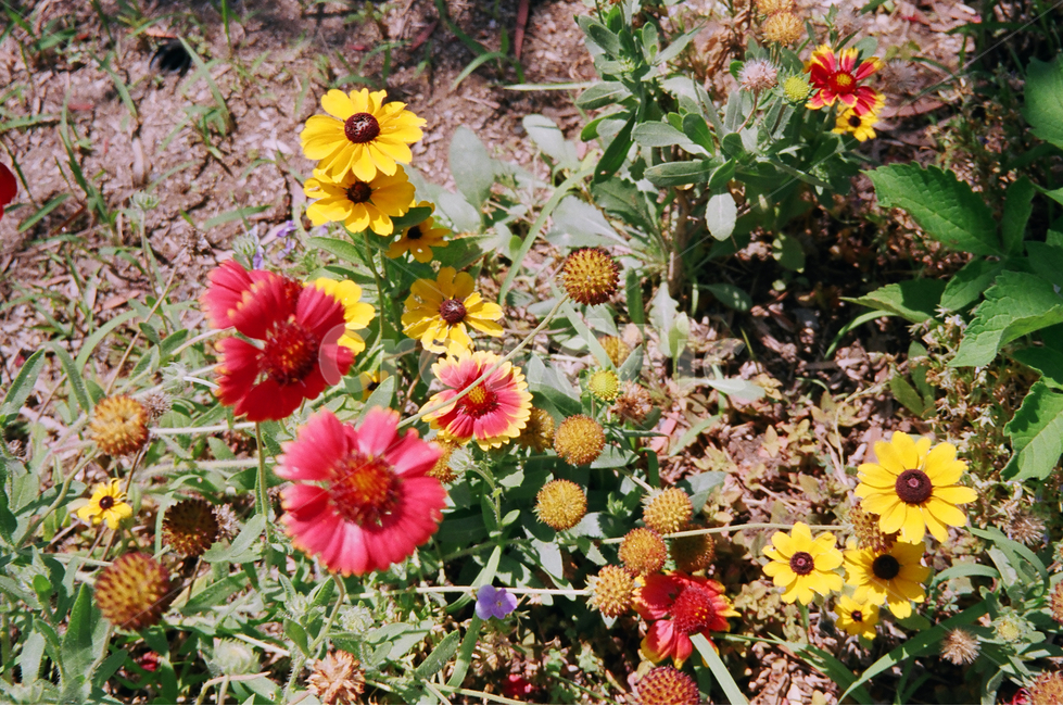 flower,yellowflowers,pinkflowers,garden,꽃,분홍꽃,노란꽃