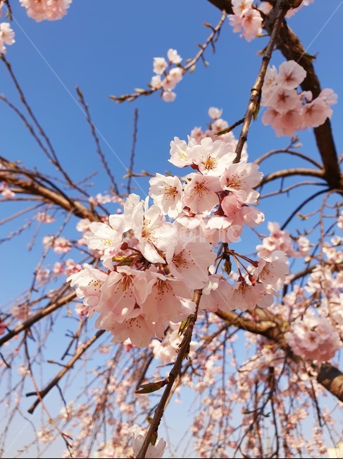 벚꽃,수양벚꽃,보라매공원,꽃구경,맑은날씨,봄,계절,spring,season,식물,자연,plants,nature,꽃,flower,plant,blossom