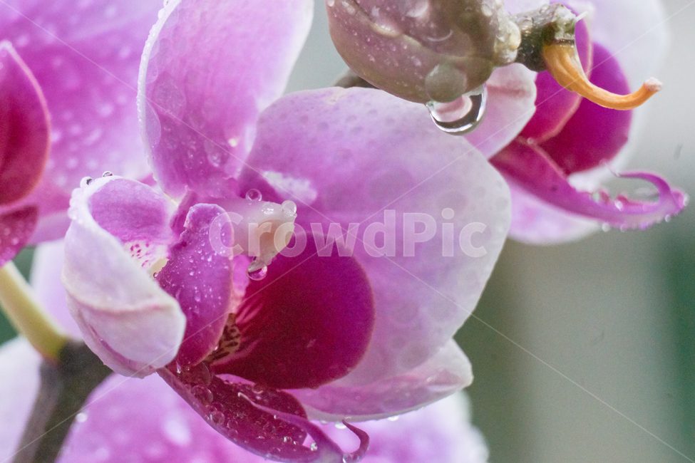 호접란,서양난,꽃,접사,생화,화분,plant,nature,flower,초접사
