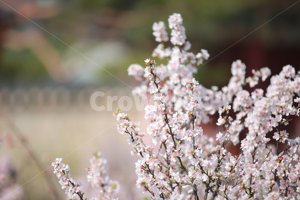 벚꽃,꽃,새싹,봄,벚꽃놀이,하늘,분홍색,분홍색꽃,캐논,5dmark3,봄,계절,spring,season,식물,자연,plants,nature,꽃,flower,plant,blossom